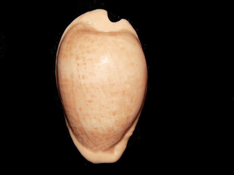 Cypraeovula fuscodentata fuscodentata 1 5/8”-Beach-Lot#15876 Cypraeovula fuscodentata fuscodentata 1 5/8”-Beach-Lot#15876