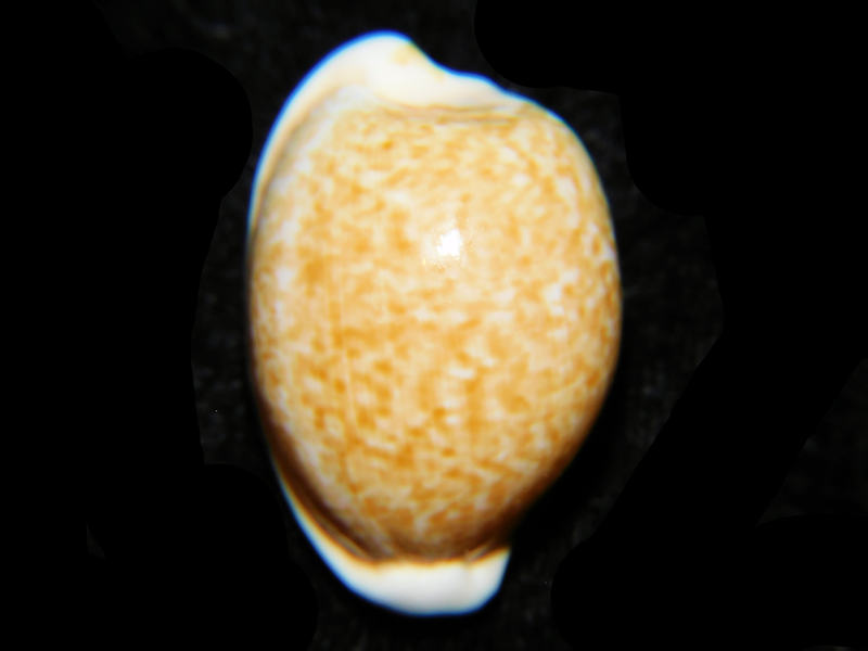 Cypraeovula fuscorubra fuscorubra 1 ½” or 34.58mm.LOT# 901206JB (image for) Cypraeovula fuscorubra fuscorubra 1 ½” or 34.58mm.LOT# 901206JB