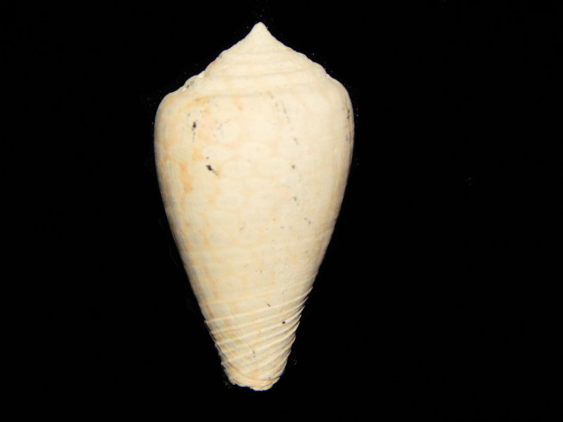Fenestraconus yaquensis-Nice Fossil Shell-Lot#12065 Fenestraconus yaquensis-Nice Fossil Shell-Lot#12065