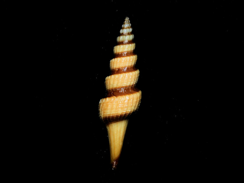 Fusiturris similis 1 ¾” or 43.12mm."Gabon" #700204 Fusiturris similis 1 ¾” or 43.12mm."Gabon" #700204