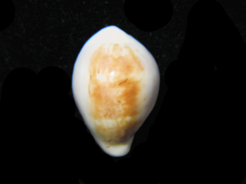 Zonaria angelicae 21.65mm."Rare" Lot#901225JB (image for) Zonaria angelicae 21.65mm."Rare" Lot#901225JB