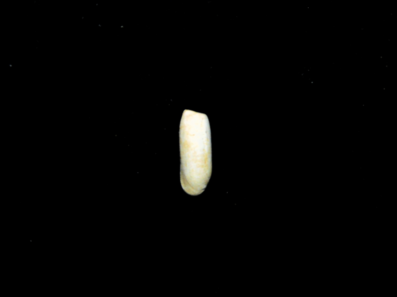 Retusa galba 14.75mm. Gosport Formation #17416 Retusa galba 14.75mm. Gosport Formation #17416