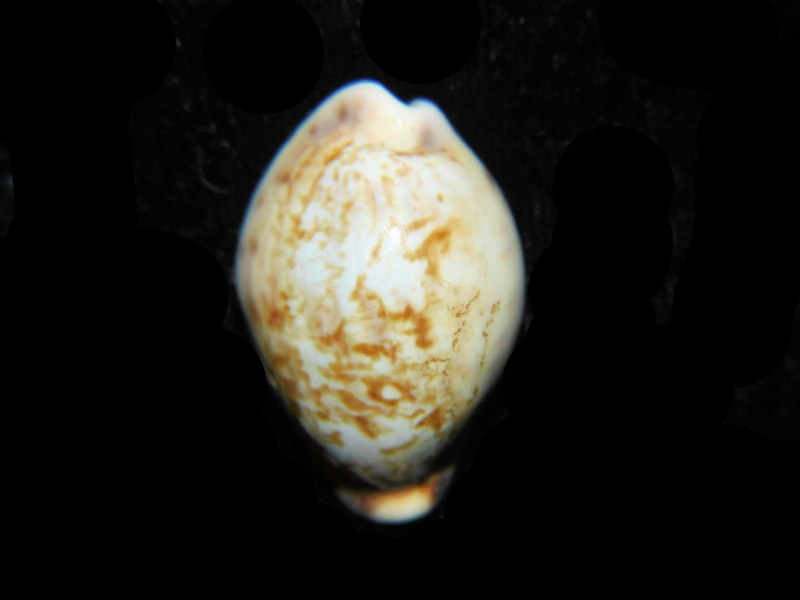 Zonaria gambiensis 1” or 24.99mm "Ivory Coast" LOT#901310JB (image for) Zonaria gambiensis 1” or 24.99mm "Ivory Coast" LOT#901310JB