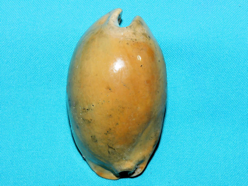Akleistostoma juliagardnerae 3” or 76.82mm."Lovely"#500027 Akleistostoma juliagardnerae 3” or 76.82mm."Lovely"#500027