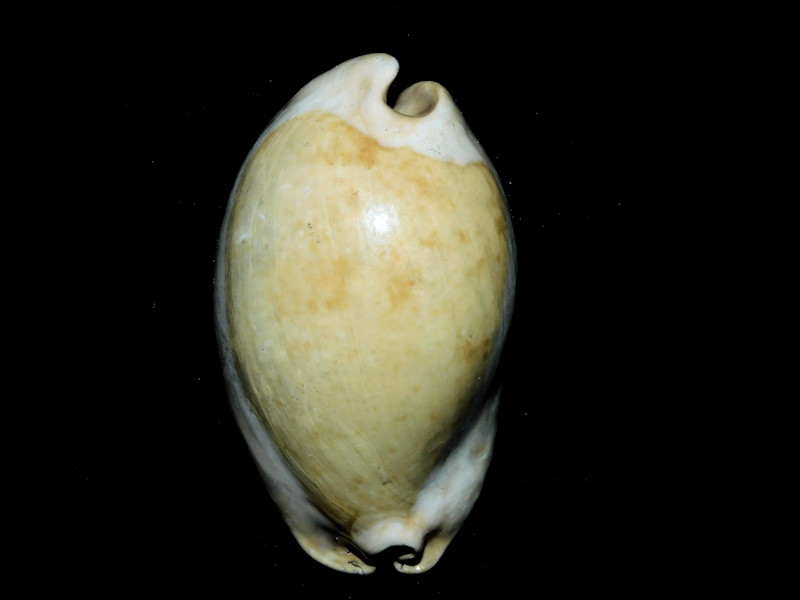 Akleistostoma juliagardnerae 3 ¼” or 82.24mm."Superb"#800133 Akleistostoma juliagardnerae 3 ¼” or 82.24mm."Superb"#800133