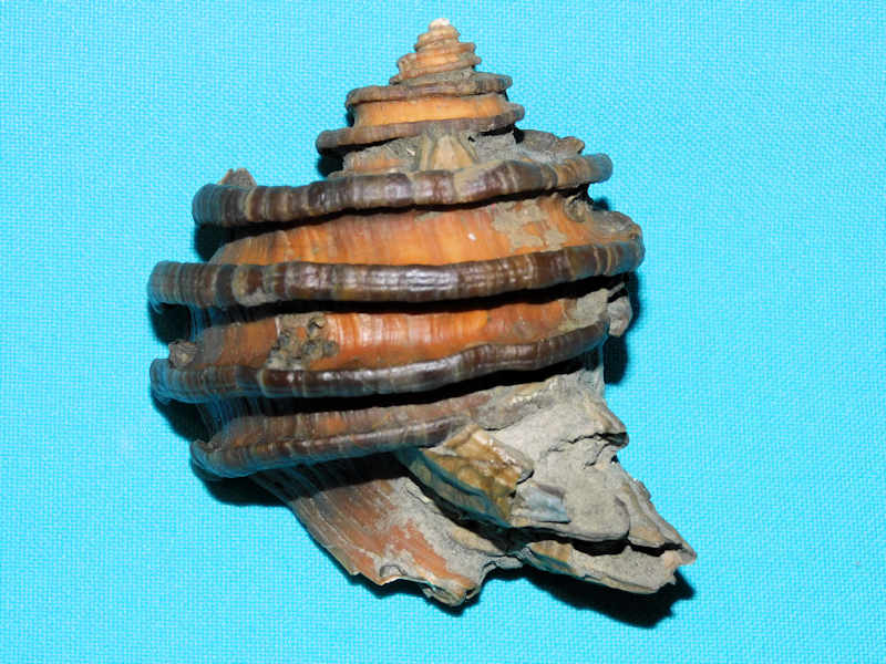 Ecphora gardnerae gardnerae 3” or 76.50mm. "Superb" #700438 Ecphora gardnerae gardnerae 3” or 76.50mm. "Superb" #700438