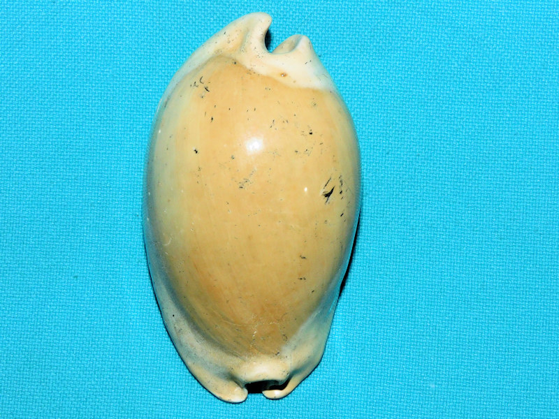 Akleistostoma juliagardnerae 2 3/4” or 69.53mm. "Great"#17021 Akleistostoma juliagardnerae 2 3/4” or 69.53mm. "Great"#17021