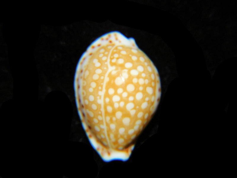 Cribrarula gaskoini gaskoini 20.17mm."SUPERB & LG" LOT#901251JB (image for) Cribrarula gaskoini gaskoini 20.17mm."SUPERB & LG" LOT#901251JB