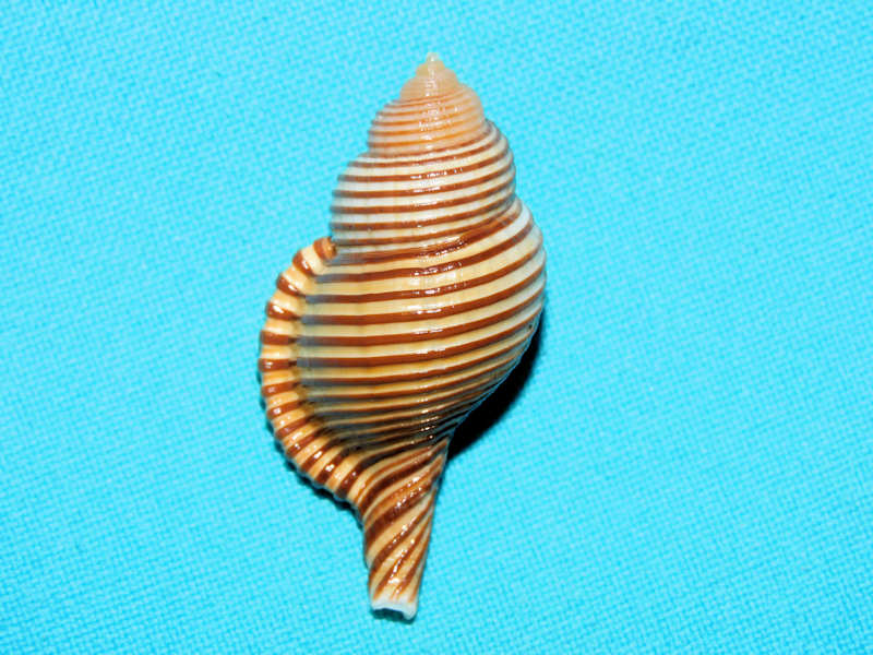 Gelagna succincta 1 ¾” or 44.20mm. "Lovely"#700445 Gelagna succincta 1 ¾” or 44.20mm. "Lovely"#700445