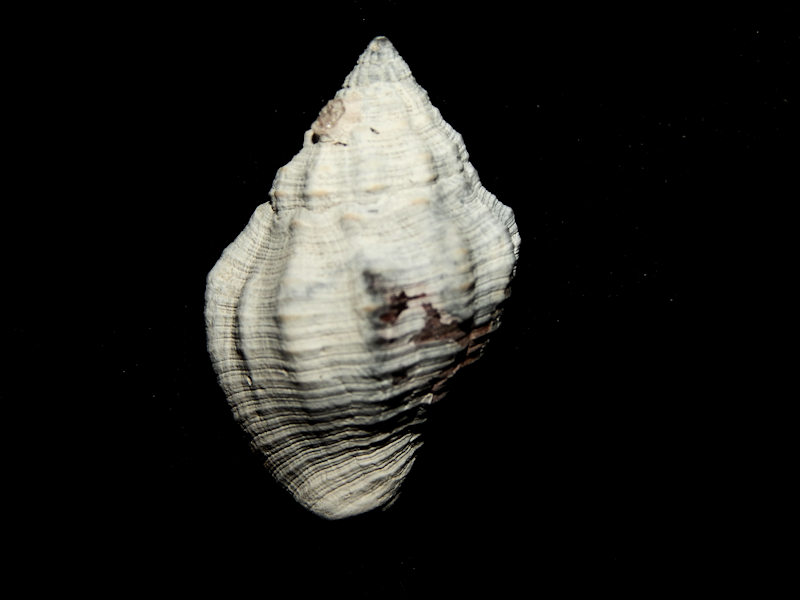 Gemophos tridentatus 1 ¼”-Pinecrest Member-Lot#16011 Gemophos tridentatus 1 ¼”-Pinecrest Member-Lot#16011