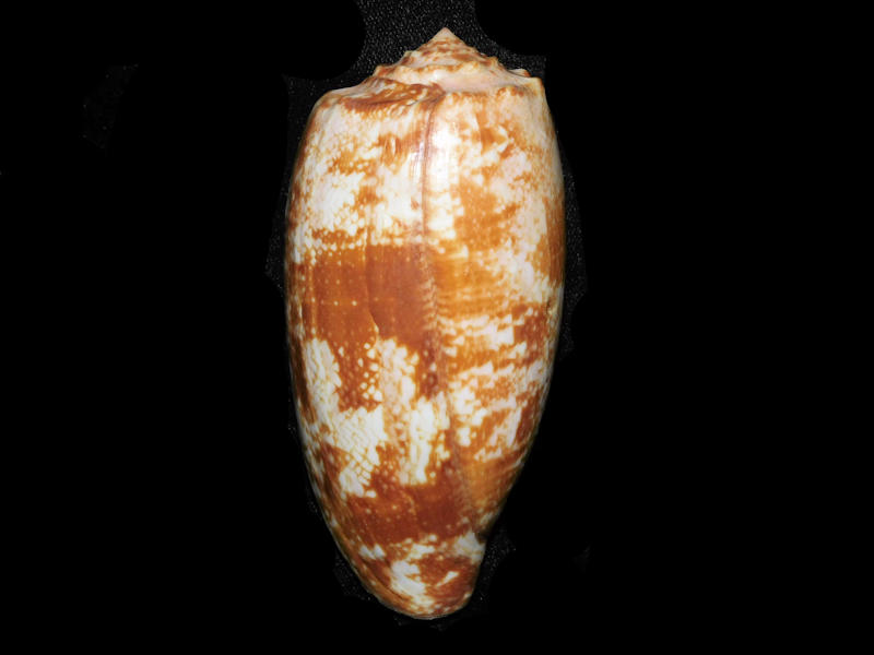 Conus geographus 3 7/8” or 99.31mm."Large" LOT# (image for) Conus geographus 3 7/8” or 99.31mm."Large" LOT#