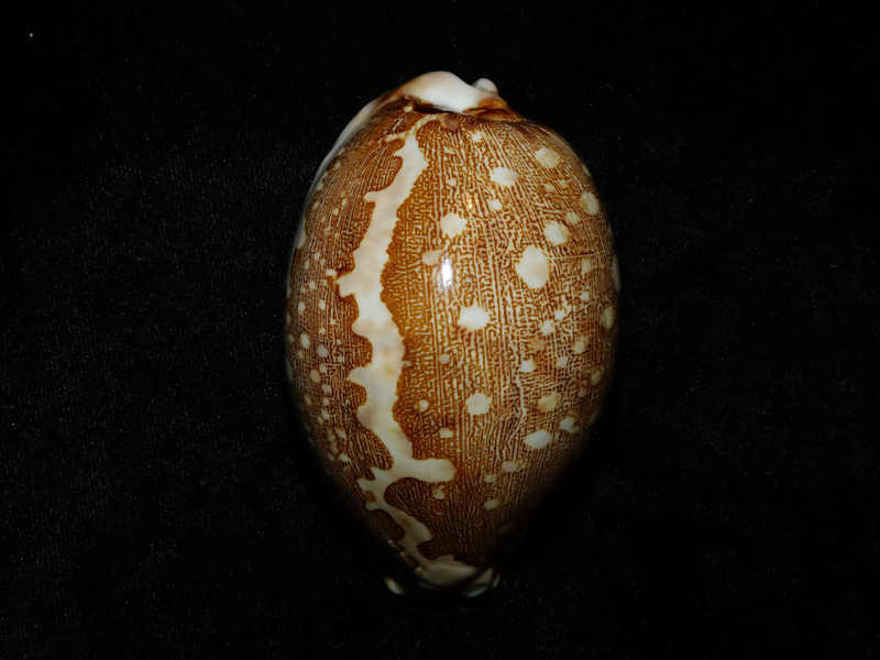 Leporicypraea mappa f. geographica 72.19mm."Choice" LOT#903000DG (image for) Leporicypraea mappa f. geographica 72.19mm."Choice" LOT#903000DG