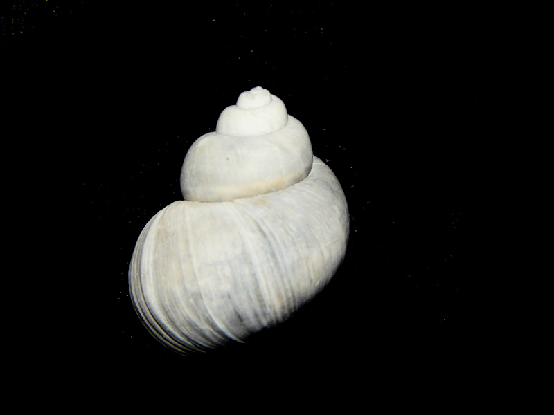 Viviparus georgianus 21.94mm.Fossil Golden Gate-Lot#16254 Viviparus georgianus 21.94mm.Fossil Golden Gate-Lot#16254