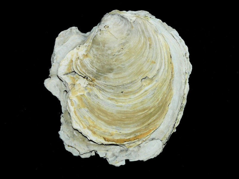 Mansfieldostrea geraldjohnsoni 3 5/8” or 91.08mm. Miocene #16877