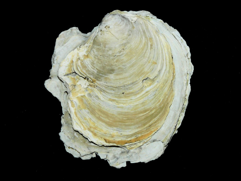 Mansfieldostrea geraldjohnsoni 3 5/8” or 91.08mm. Miocene #16877 Mansfieldostrea geraldjohnsoni 3 5/8” or 91.08mm. Miocene #16877