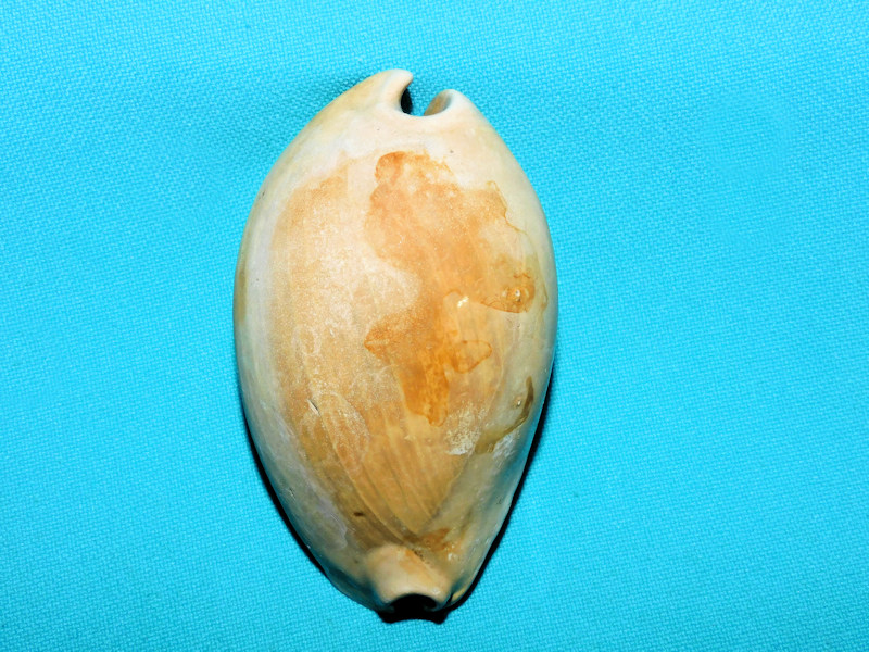 Akleistostoma floridana 2 7/8” & 73.51mm.Gerontic Variant#800027 Akleistostoma floridana 2 7/8” & 73.51mm.Gerontic Variant#800027