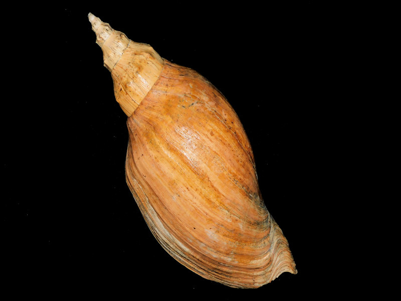 Adelomelon beckii 16 7/8” or 428mm. "Giant Uruguay" #700358