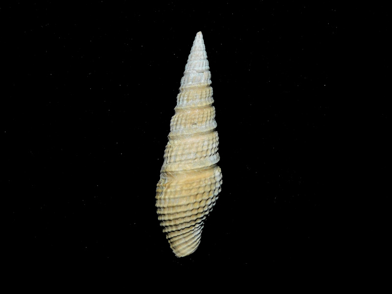 Turridae