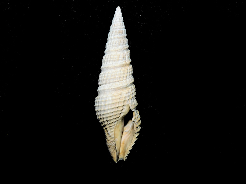 Hindsiclava antealesidota 2 3/8” or 57.26mm.Sarasota #800213 - Click Image to Close