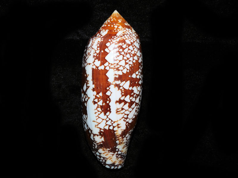 Darioconus aulicus 4 7/8” or 124.59mm."Large" #700585 Darioconus aulicus 4 7/8” or 124.59mm."Large" #700585