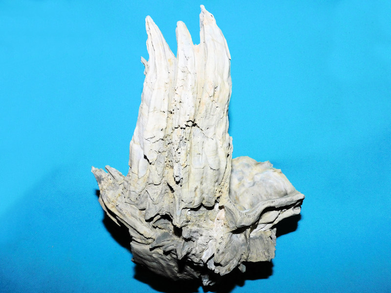Chesaconcavus tamiamiensis 4 7/8” or 121.56mm. "Giant" #800017 Chesaconcavus tamiamiensis 4 7/8” or 121.56mm. "Giant" #800017