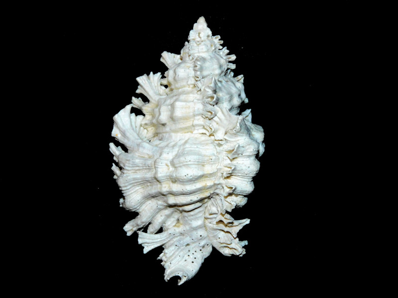 Chicoreus floridanus 3 ½” or 86.25mm. "SUPER Giant"#700449