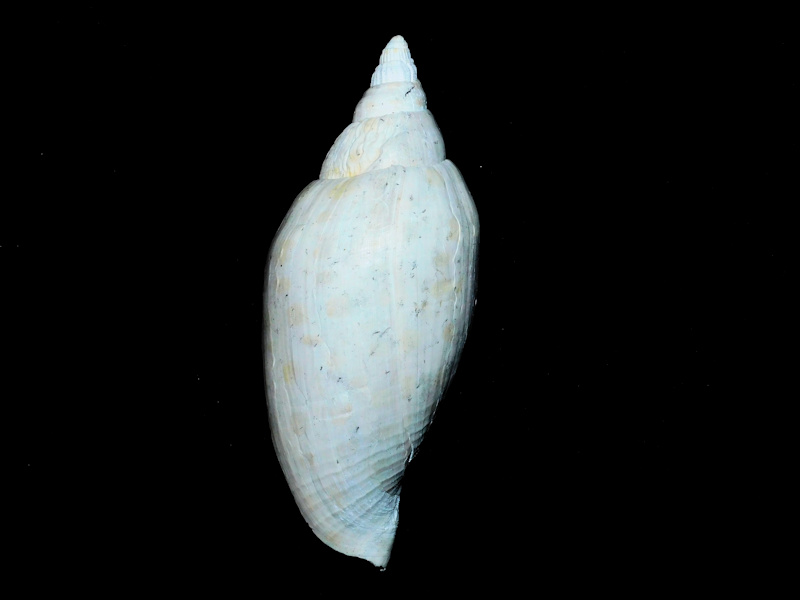 Scaphella mansfieldi 5 1/8” or 130.57mm."Adult"#600178 - Click Image to Close