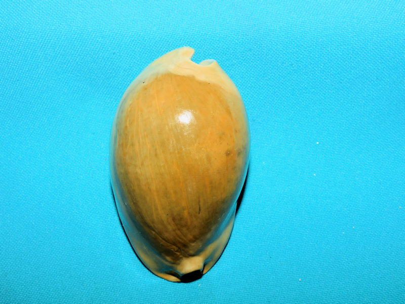 Akleistostoma patula 3 1/8” or 78.32mm."Outstanding"#900016 Akleistostoma patula 3 1/8” or 78.32mm."Outstanding"#900016
