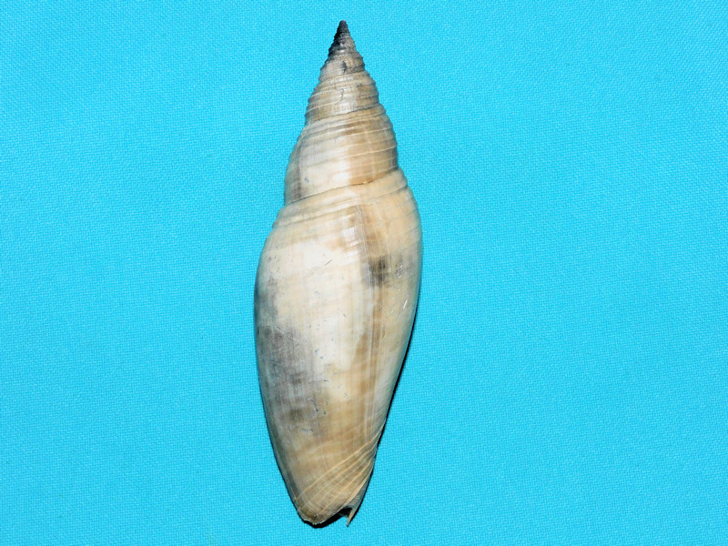 Pleioptygma nancyae 4 5/8” or 115.01mm."Ultra-Rare Giant"#600078 Pleioptygma nancyae 4 5/8” or 115.01mm."Ultra-Rare Giant"#600078