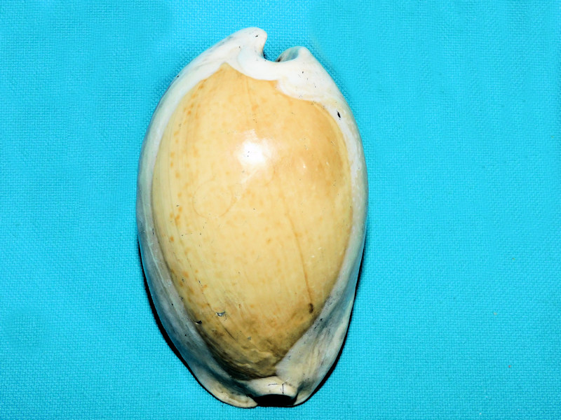 Akleistostoma rugostoma 3 1/4” or 82.18mm. "Giant" #600089 Akleistostoma rugostoma 3 1/4” or 82.18mm. "Giant" #600089