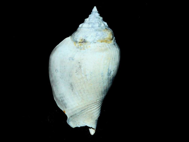 Strombus sarasotaensis 3 5/8” or 91.73mm. Apac Pit #17231