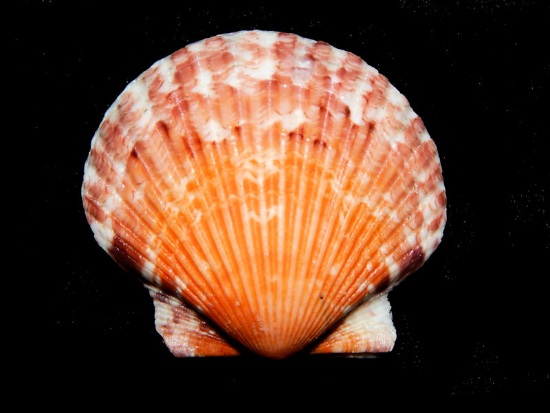 Argopecten gibbus 1 ¾” or 45.65mm.-Orange Sanibel Lg Lot#16348 Argopecten gibbus 1 ¾” or 45.65mm.-Orange Sanibel Lg Lot#16348
