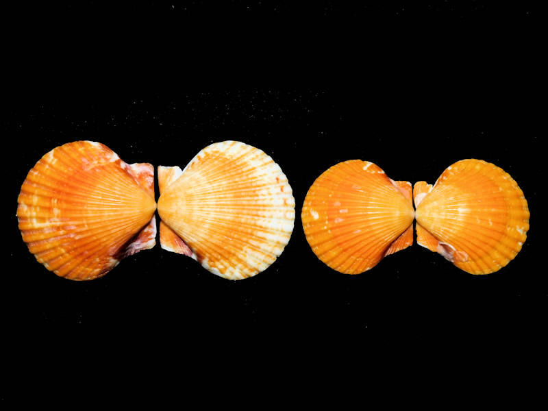 Argopecten gibbus (2) 44.70mm & 36.73mm."Oranges"#17217 - Click Image to Close