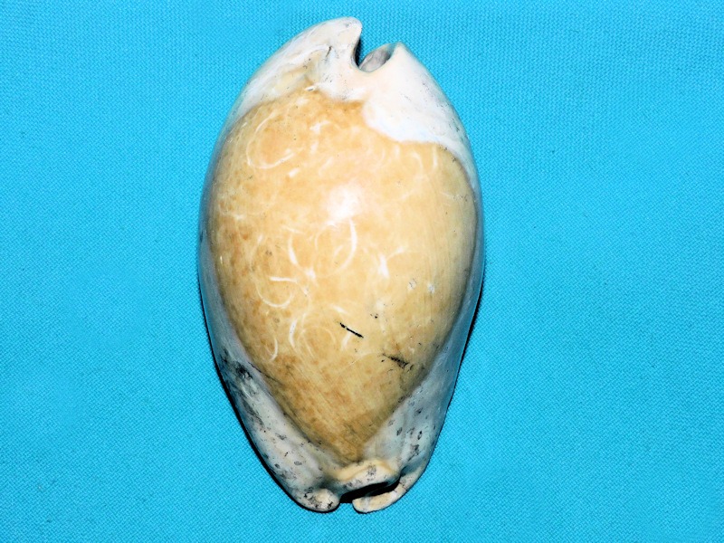 Akleistostoma juliagardnerae 3 3/4” or 95.15mm."Gigantic"#600019 Akleistostoma juliagardnerae 3 3/4” or 95.15mm."Gigantic"#600019
