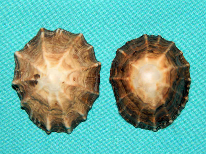 Siphonaria (Heterosiphonaria) gigas (2)-Costa Rica-Lot#14673 Siphonaria (Heterosiphonaria) gigas (2)-Costa Rica-Lot#14673