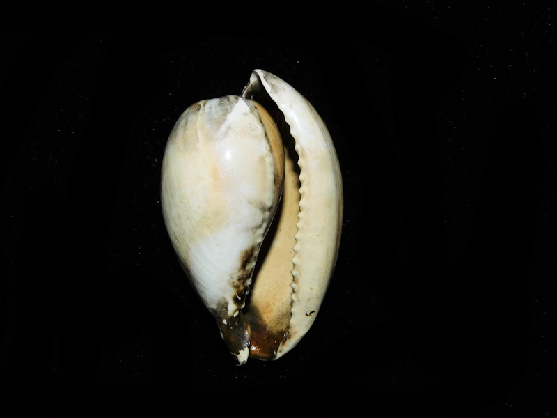 Calusacypraea globulina 49.51mm. "Superb" #700195 - Click Image to Close