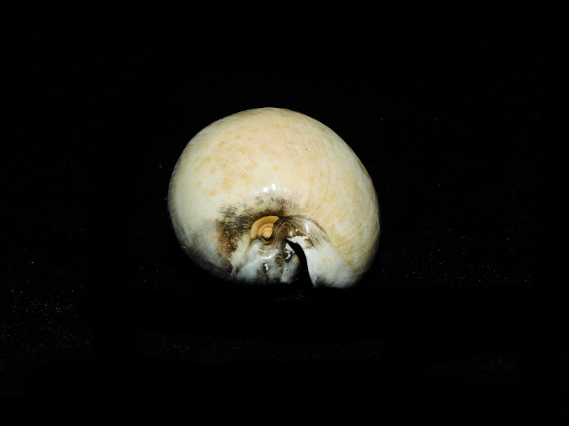 Calusacypraea globulina 49.51mm. "Superb" #700195 - Click Image to Close