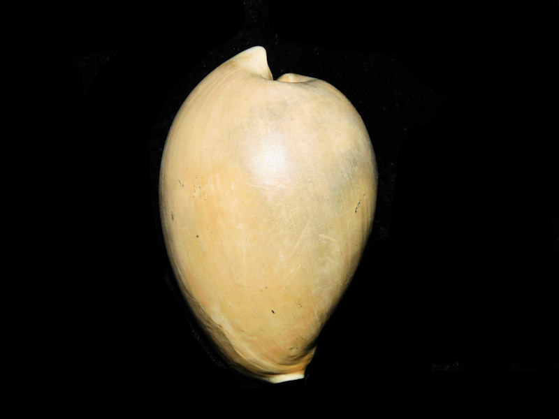 Calusacypraea globulina 2 5/8” or 63.28mm."Rare Superb"#17570