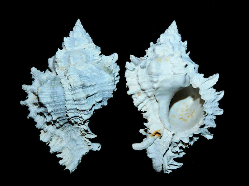 Phyllonotus globosus (2) 70.49mm. or 69.95mm. "Superb" #700781 Phyllonotus globosus (2) 70.49mm. or 69.95mm. "Superb" #700781