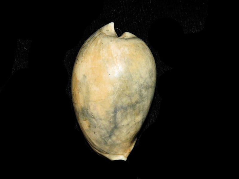 Calusacypraea globulina 2 5/8” or 65.35mm."Rare"#17684 - Click Image to Close