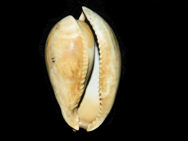 Calusacypraea globulina 2 5/8” or 65.35mm."Rare"#17684 - Click Image to Close