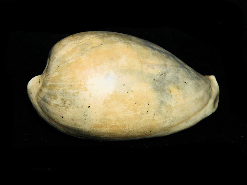 Calusacypraea globulina 2 5/8” or 65.35mm."Rare"#17684