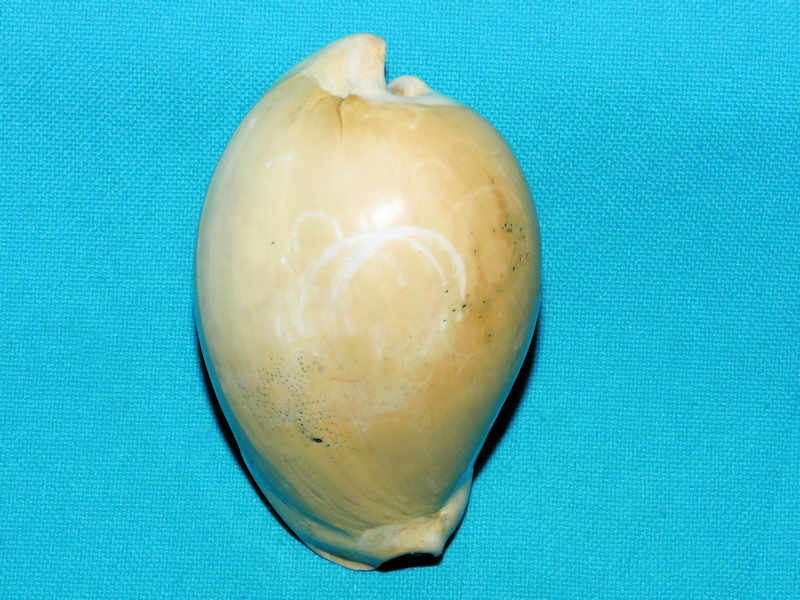 Calusacypraea globulina 2 3/4” or 71.31mm. "Giant" #400105 Calusacypraea globulina 2 3/4” or 71.31mm. "Giant" #400105
