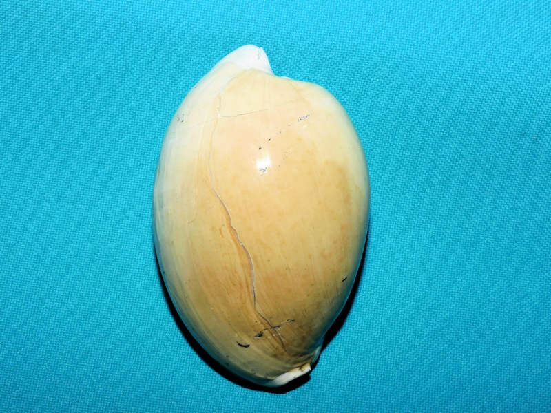 Calusacypraea globulina 3” or 74.74mm."Giant"#600169 - Click Image to Close