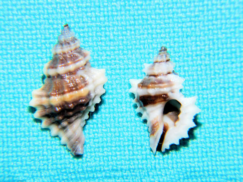Eupleura nitida (2) 17.18mm &14.29mm. "Panama"#700951 Eupleura nitida (2) 17.18mm &14.29mm. "Panama"#700951