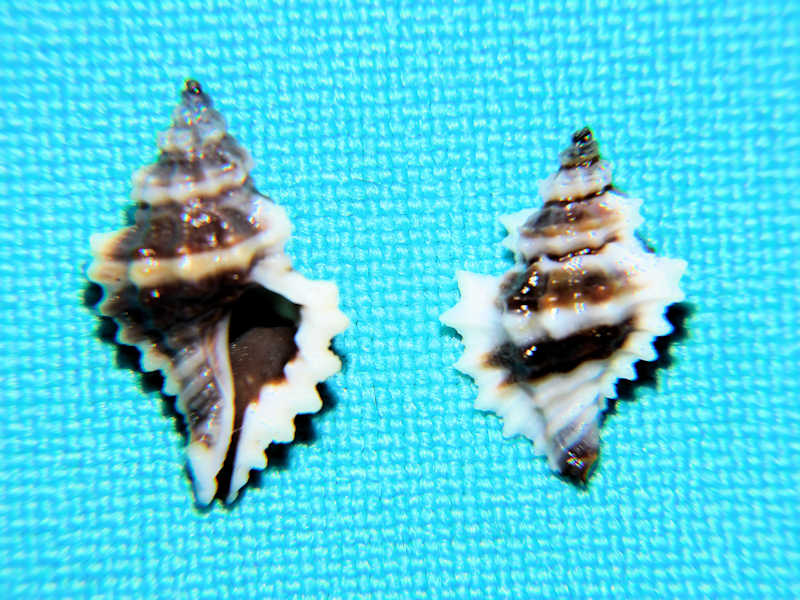 Eupleura nitida (2) 17.18mm &14.29mm. "Panama"#700951