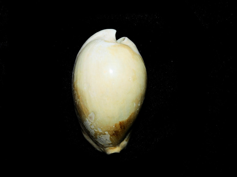 Akleistostoma (Paludacypraea) cookei 59.06mm. "Rare"#800202 Akleistostoma (Paludacypraea) cookei 59.06mm. "Rare"#800202