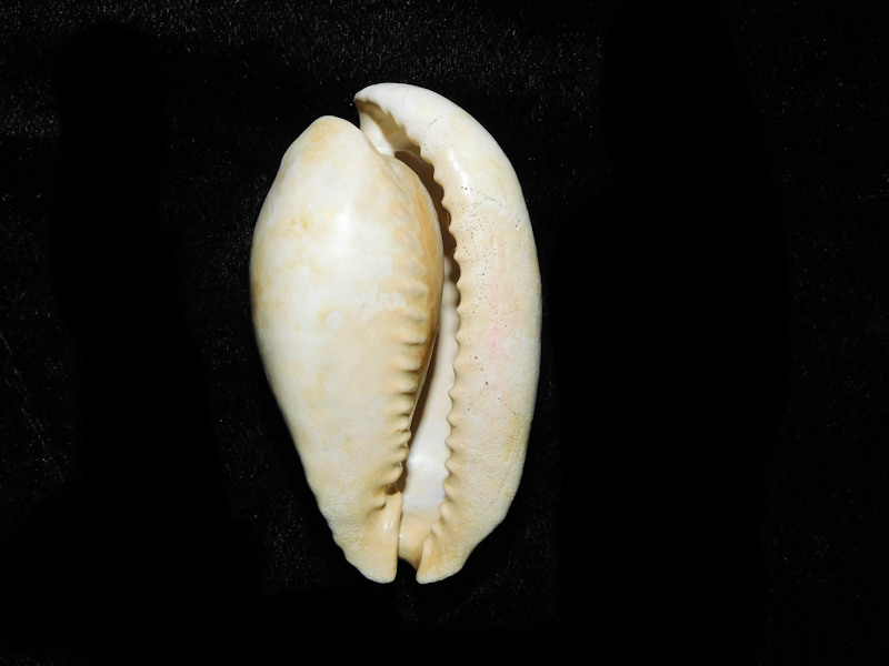 Akleistostoma (Paludacypraea) cookei 59.06mm. "Rare"#800202 - Click Image to Close