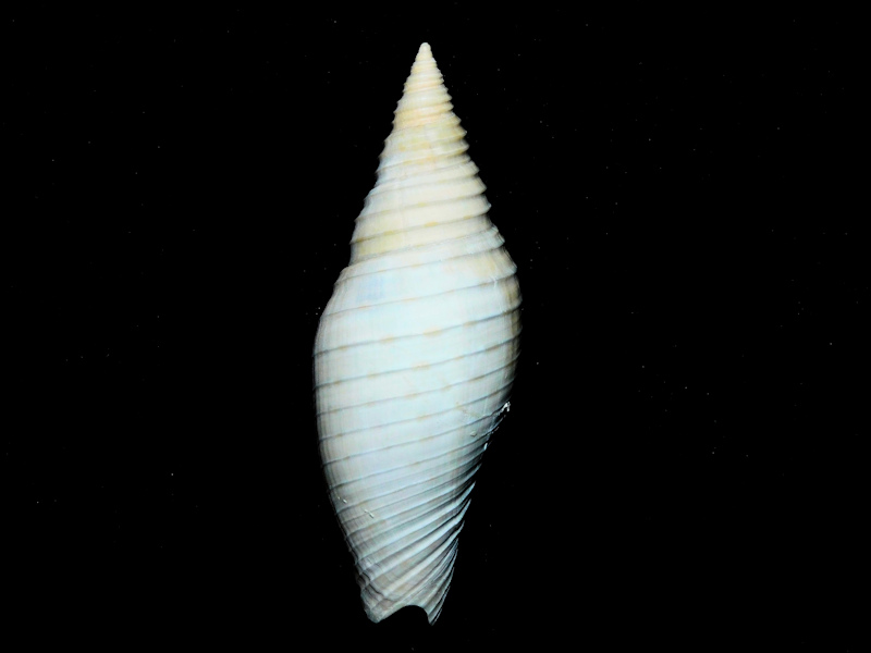 Pleioptygma debrae 2 ¾” or 69.45mm. "Rare Golden Gate"#17074 Pleioptygma debrae 2 ¾” or 69.45mm. "Rare Golden Gate"#17074