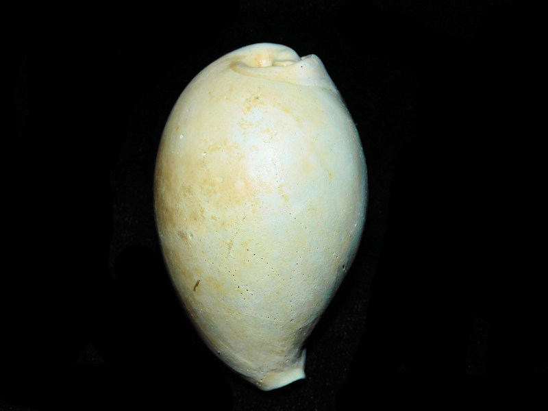 Siphocypraea cannoni 2 3/8” or 59.24mm. "Golden Gate" #17687